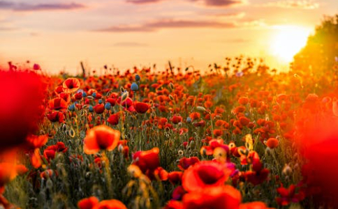 农产品行业品牌全案咨询怎么做